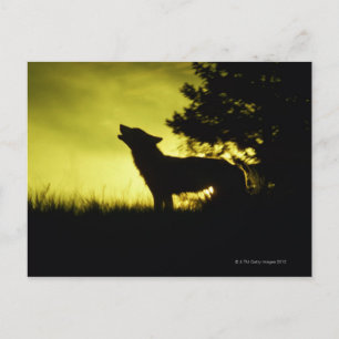 Silhouette des Wolfhechens Postkarte