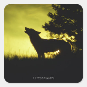 Silhouette des Wolfs heulend Quadratischer Aufkleber