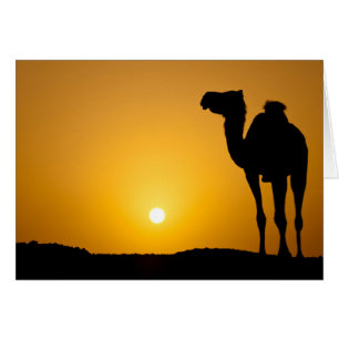 Silhouette d'un chameau sauvage au coucher du sole