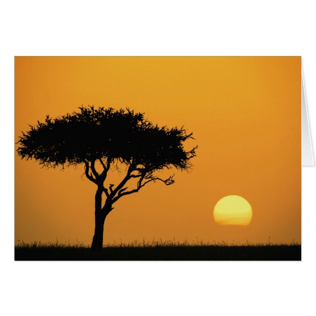 Silhouette d'un seul acia au lever du soleil, Masa (Devant horizontal)
