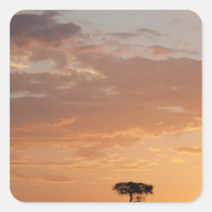 Silhouette eines Baumes in der Ebene, Masai Mara Quadratischer Aufkleber