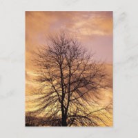 Silhouette eines Baumes mit Rosa und Orange Sky