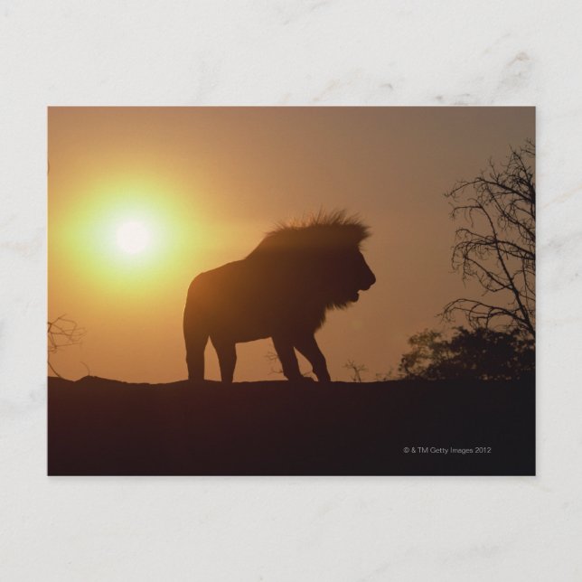Silhouette eines Löwen Postkarte (Vorderseite)