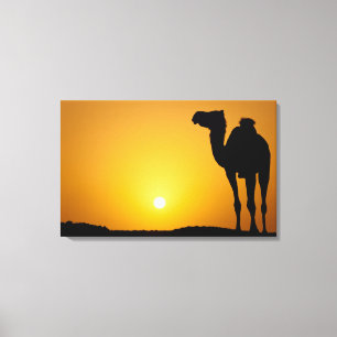 Silhouette eines wilden Kamels am Sonnenuntergang Leinwanddruck