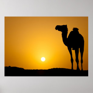 Silhouette eines wilden Kamels am Sonnenuntergang Poster
