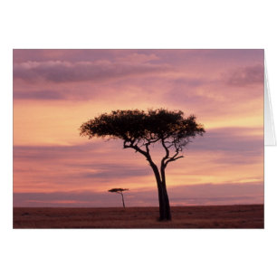 Silhouette image of acacia tree at sunrise