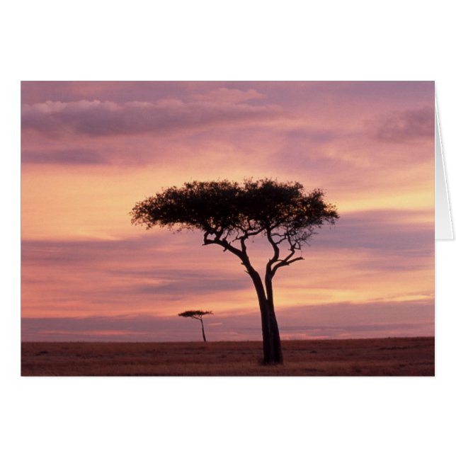 Silhouette image of acacia tree at sunrise (Vorderseite (Horizontal))