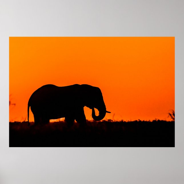Silhouette of an Elephant at Sunset Poster (Vorne)