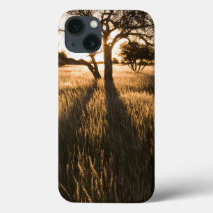 Silhouette von Akazienbäumen im Gras. Mariental title_seo2