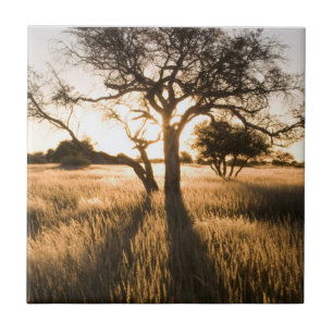 Silhouette von Akazienbäumen im Gras. Mariental Fliese