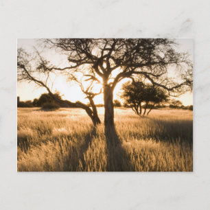 Silhouette von Akazienbäumen im Gras. Mariental Postkarte