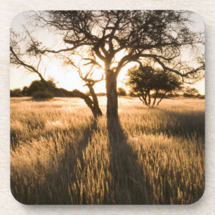 Silhouette von Akazienbäumen im Gras. Mariental Untersetzer