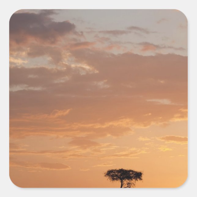 Silhouette von Baum auf schlicht, Masai Mara Quadratischer Aufkleber (Vorderseite)
