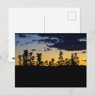 Silhouette von Blättern bei Nacht Postkarte