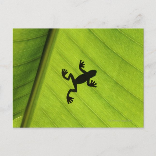 Silhouette von Frosch durch Bananenblatt Postkarte (Vorderseite)