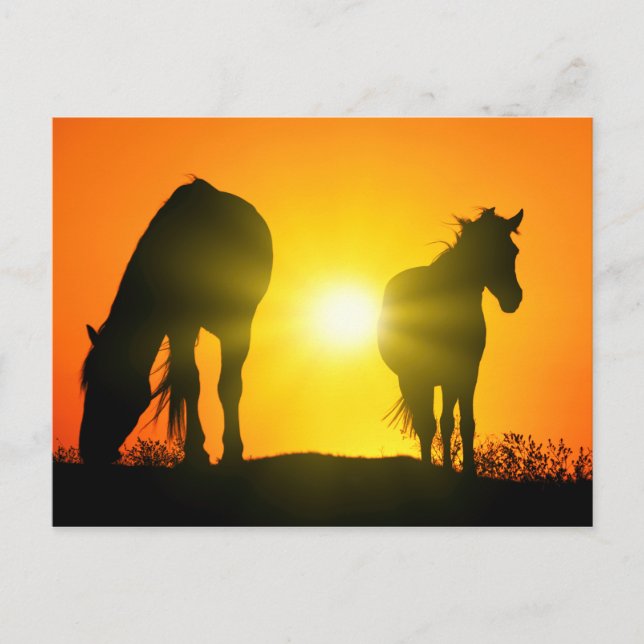 Silhouette von zwei Pferden bei Sonnenuntergang Postkarte (Vorderseite)