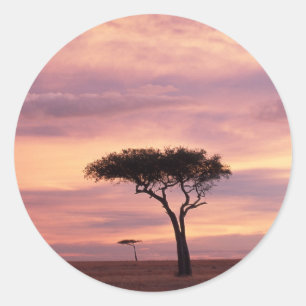 Silhouettenbild eines Akazienbaums bei Sonnenaufga Runder Aufkleber