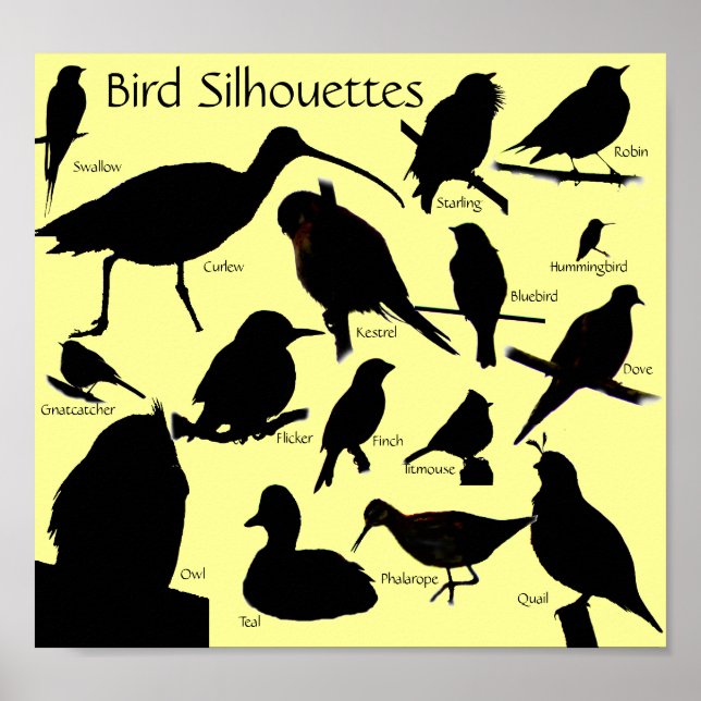 Silhouettes d'oiseaux (16) Poster (Devant)