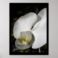 Silk Orchid Floral Fotoster