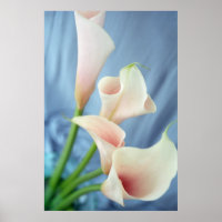 Silk Parade White Calla Lily Fotografy Posters