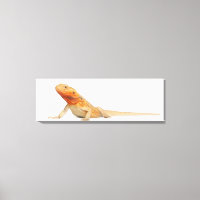 SilkBacks skalenloser Bartdrache - Pogona