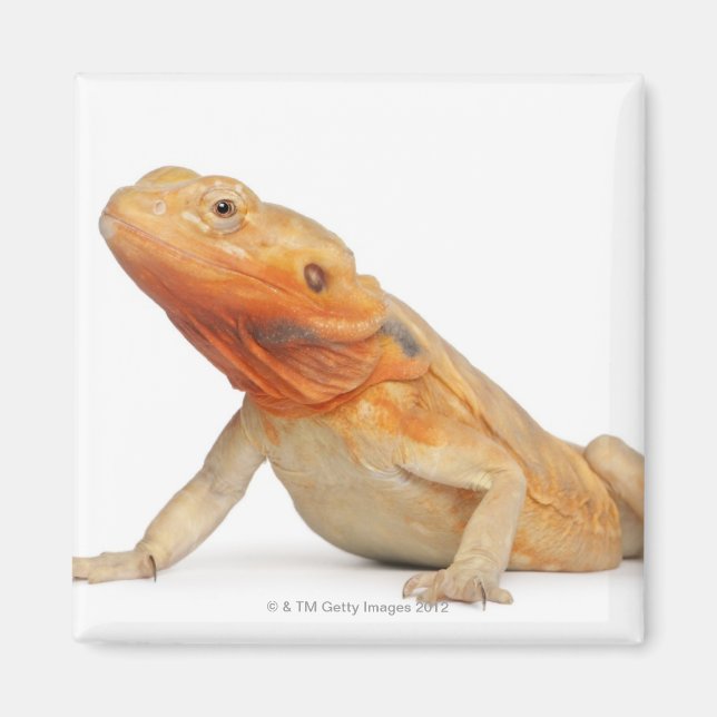 SilkBacks skalenloser Bartdrache - Pogona Magnet (Vorne)