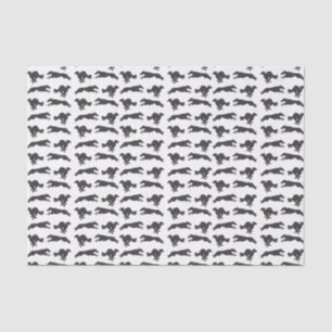Silken Windhounds laufen Seidenpapier