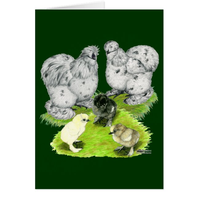 Silkie Bantam Splash Familie (Vorne)