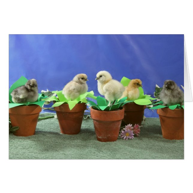 Silkie Chicks in Bloom (Vorderseite (Horizontal))