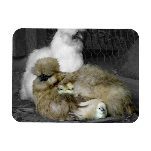 Silkie Hens mit Hühnern pinkeln aus Federn Magnet (Horizontal)