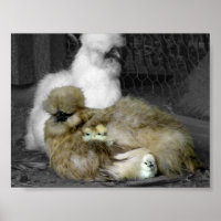 Silkie Hens mit Hühnern pinkeln aus Federn