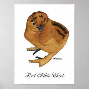 Silkie Red Chick Poster