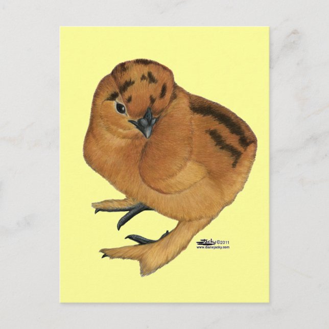 Silkie Red Chick Postkarte (Vorderseite)