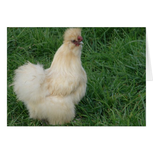 Silkie Rooster (Devant horizontal)