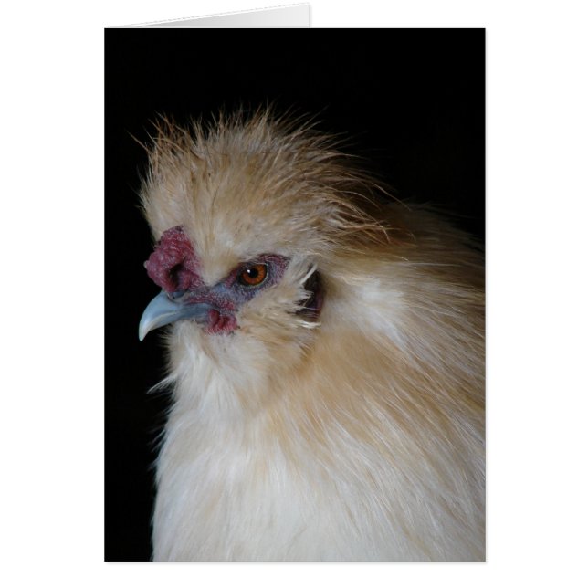 Silkie Rooster (Devant)