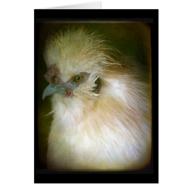 Silkie Rooster (Devant)
