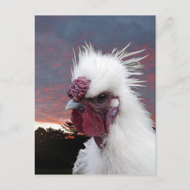Silkie Rooster Postkarte (Vorderseite)