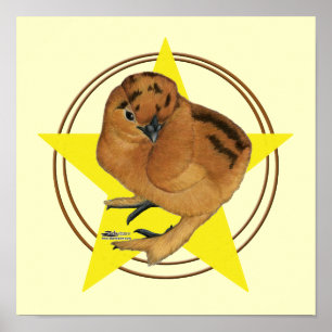 Silkie-Rot-Huhn-Star Poster