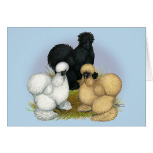 Silkie Trio