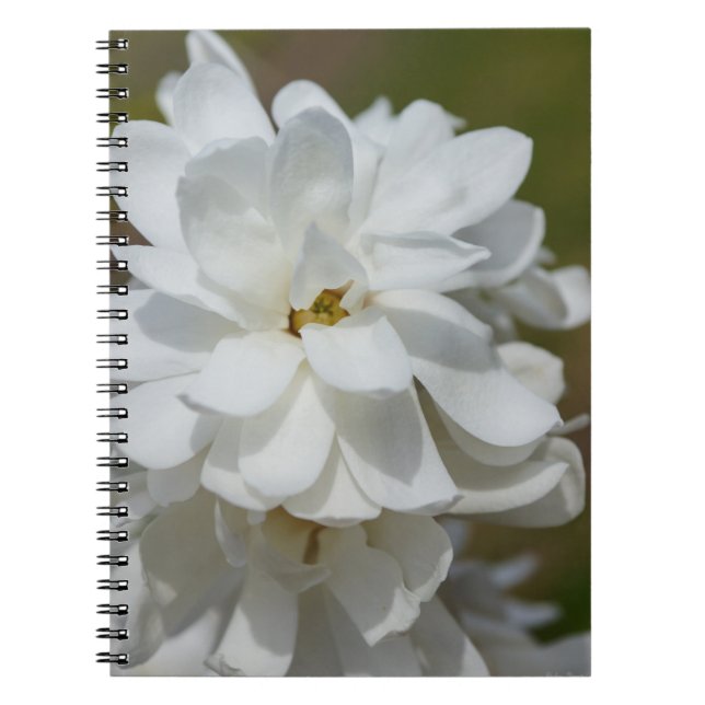 Silky Magnolia Notebook Notizblock (Vorderseite)