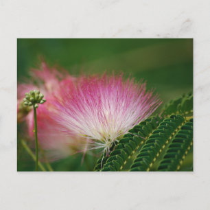 Silky Pink Mimosa Postkarte