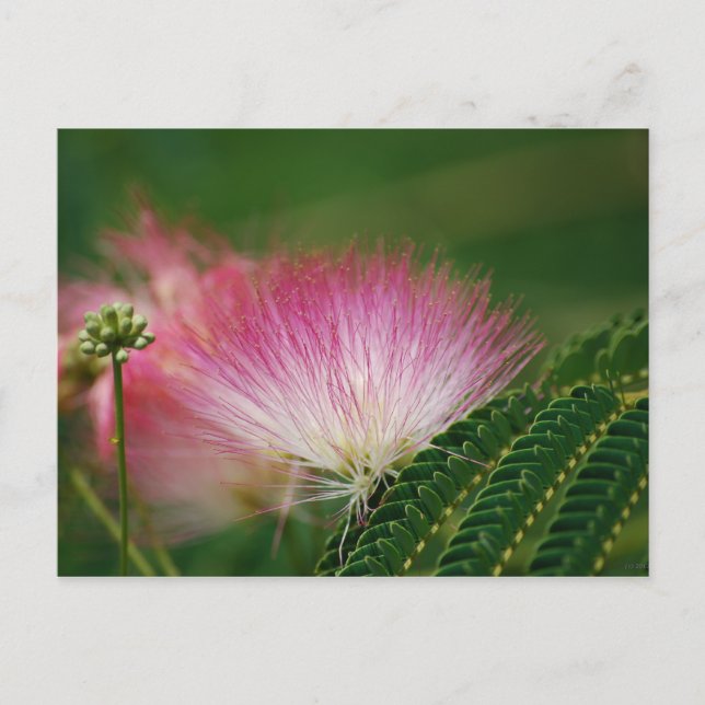 Silky Pink Mimosa Postkarte (Vorderseite)