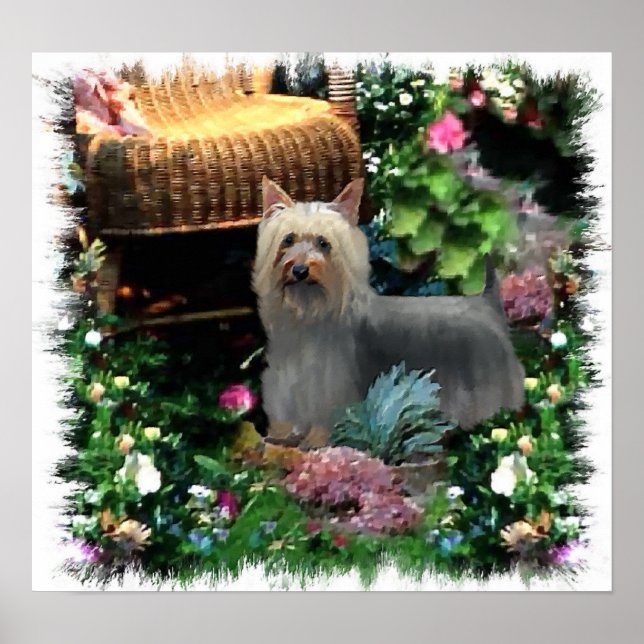 Silky Terrier Art Print Poster (Vorne)