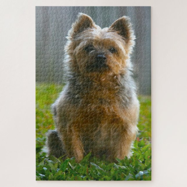 Silky Terrier Dog Jigsaws. (Vertikal)