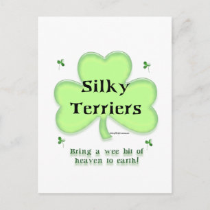 Silky Terrier Heaven, St Patrick's Day Terrier Postkarte