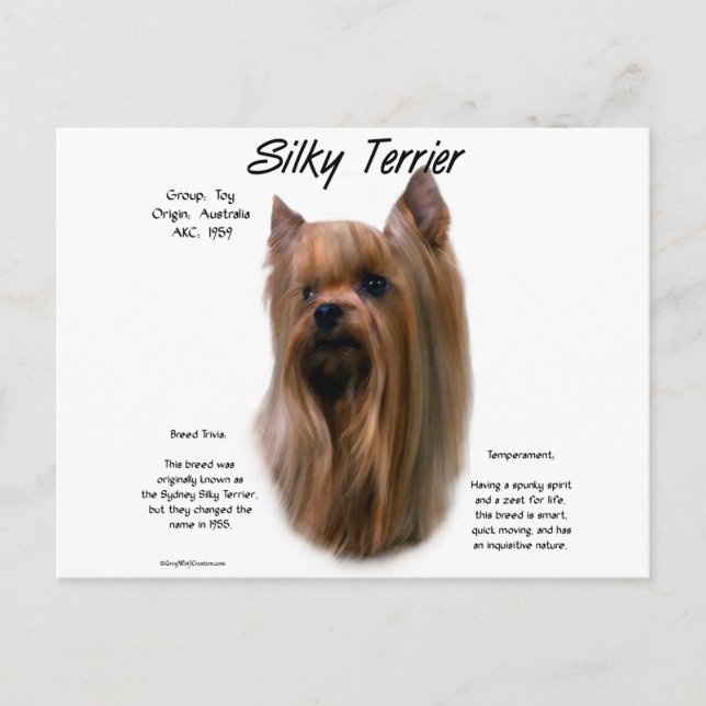 Silky Terrier History Design Postkarte (Vorderseite)