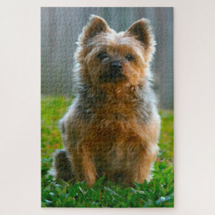 Silky Terrier Hund Puzzle.