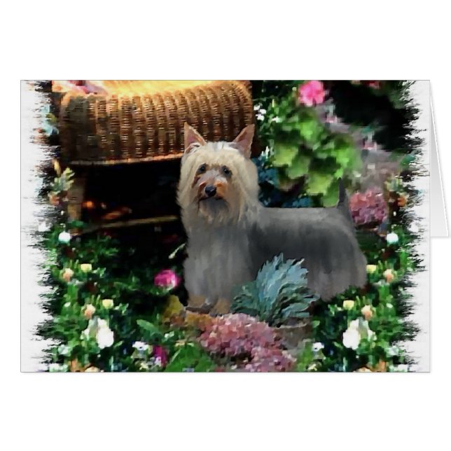 Silky Terrier Kunstgeschenke (Vorderseite (Horizontal))