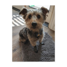 Silky Terrier Will eine Leckerei