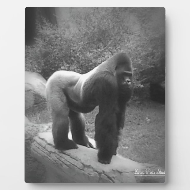 Silveback Gorilla Fotoplatte (Vorderseite)